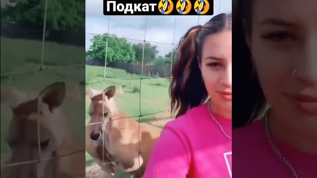 Кенгуру подкат #shorts #животные #кенгуру #девушка #animals #girl #funny #смешные