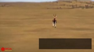 Гепард факты | объяснить способность очень быстро бегать гепарда