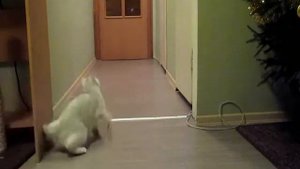 Британский кот