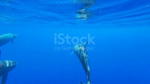 Подводные кадры дельфинов, плавающих в океане