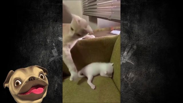 ?УМНИЧКИ КОШКИ 2022 И ДРУГИЕ ЖИВОТНЫЕ?Смешные Кошки Приколы с Кошками собаками #27