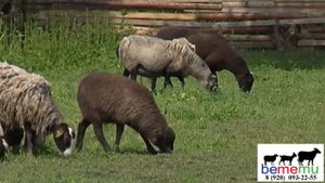 Карачаевские овцы. История. Особенности.