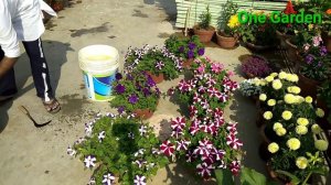 Fertilizer for petunia, Winter garden 2018-19,Part 12