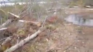 Чёрные лесорубы в Усть-Илимске