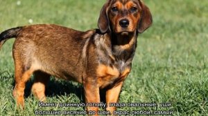 Гончая собака: виды охотничьих пород разных цветов