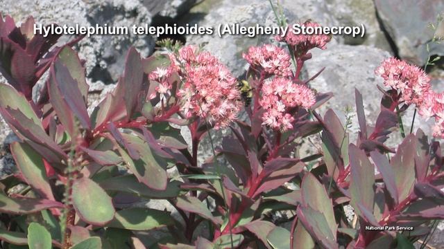 Sedums – Family Plot смотреть онлайн