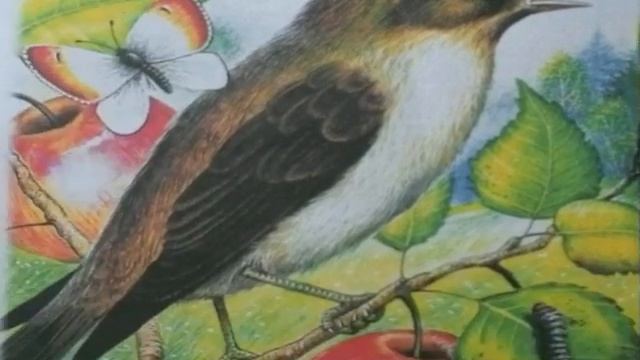 Виталий Бианки - Нос (2 часть) смотреть онлайн