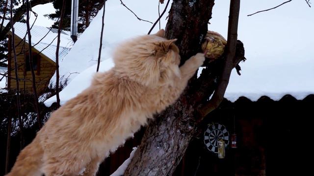 #Fat #Cat #Кот #Толстые коты предпочитают сало. Fat cats prefer fat. Коты воруют сало у птиц. смотреть онлайн