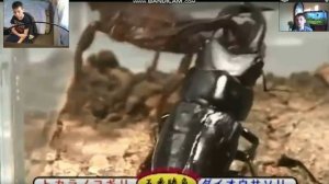 Императорский скорпион vs широкопалый рак