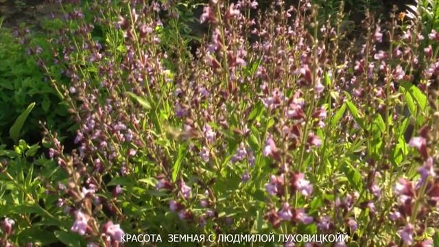 БАБОЧКА БРАЖНИК КАК КОЛИБРИ!