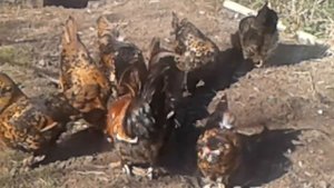 Выгодные куры павловские  золотистые