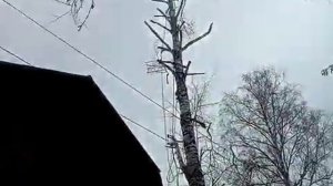 Валим берёзу на даче