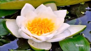 Водные растения/Aquatic plants