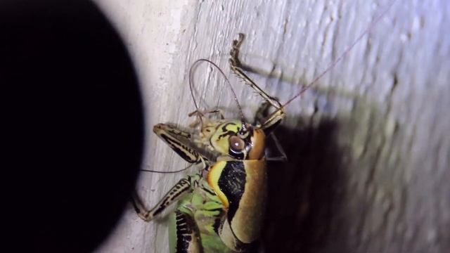 Sepiana sepium, Sepia bush cricket male in motion Greece by Theo смотреть онлайн