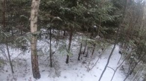 ОХОТА НА КАБАНА И ЛОСЯ С ЛАЙКАМИ. ОПЯТЬ КАБАН АТАКУЕТ СОБАК.