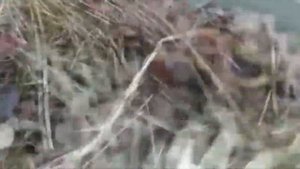Триходерма размножение своими руками применение для теплицы почвы