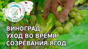 Уход за виноградом в период плодоношения. Выращивание винограда.