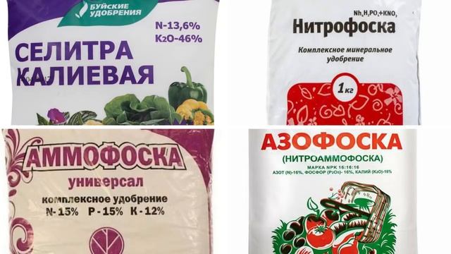 ПОДКОРМИТЕ этим ЛИЛИИ перед цветением! смотреть онлайн