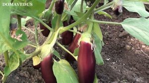 Баклажаны 5 Правил Отличного Урожая. Выращивание баклажан.