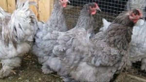 Кохинхин (порода кур)