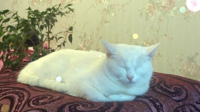 Dreams of cat. Кошкины грезы. смотреть онлайн