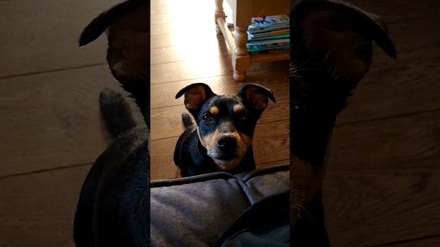 Joy wil iets van mij...... смотреть онлайн