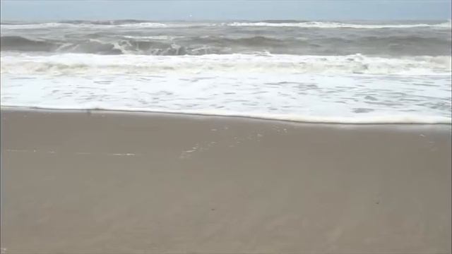 «Сахалинский характер»: эколог Питер Ван Дер Вольф смотреть онлайн