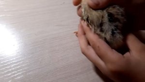 Как определить пол цыпленка простыми способами