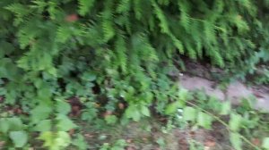 ДРЕВОГУБЕЦ самая быстрорастущая лиана в Подмосковье. Видео -3.