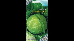 Обзор сорта капусты "Слава 1305" (характеристики, свойства, фото)
