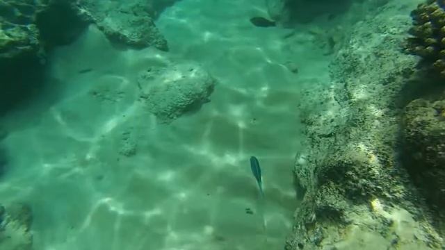 Snorkeling in Anse Major, Seychelles смотреть онлайн