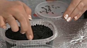 Выращивание рассады однолетних георгин из семян