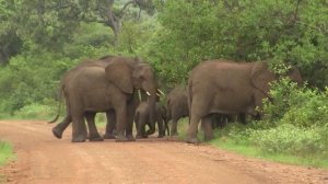 Elephant Herd, Kruger National Park. Стадо слонов, Крюгер нац. парк (1106sp)