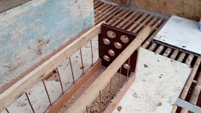 Голуби - Измаильские турманы, жёлтые белобокие, длинные вертуны. смотреть онлайн