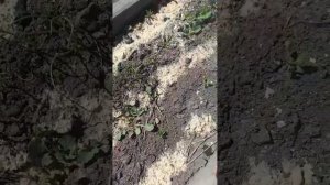 Что растет у меня в парнике