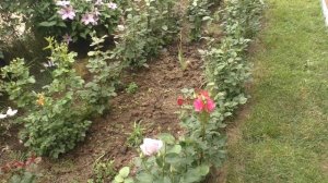 Вторая корневая подкормка винограда. Плюсы органических удобрений