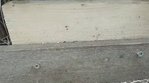 Мускусные утки// Размер гнезда// Что бы яйца были под уткой