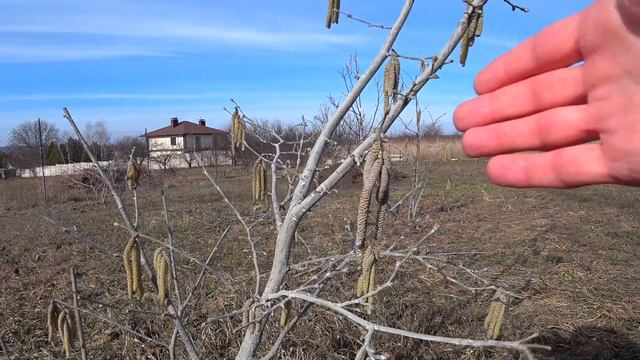СДЕЛАЙ ПАРНИК ДЛЯ МАЛИНЫ и урожай будет раньше и больше чем у соседей