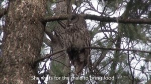 Voice Of The Great Grey Owl