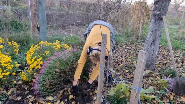 О БОЖЕ СКОЛЬКО САЖЕНЦЕВ ЦВЕТОВ ПЕРЕДАЛИ НАМ КОЛЯ С ОЛЕЙ,СТОЛЬКО МЫ НЕОЖИДАЛИ,ВЛОГ смотреть онлайн