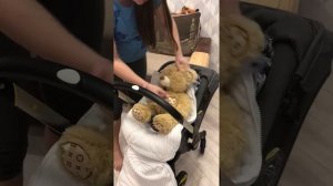 Коляска-автокресло Doona  и конверт 0-6 месяцев