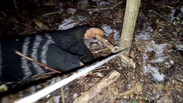 Как сделать ловушку на фазана.// ловля пирамидой смотреть онлайн