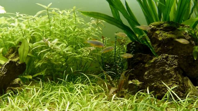 ? NUEVOS RASBORA ESMERALDA ? (Microrasbora erythromicron) смотреть онлайн