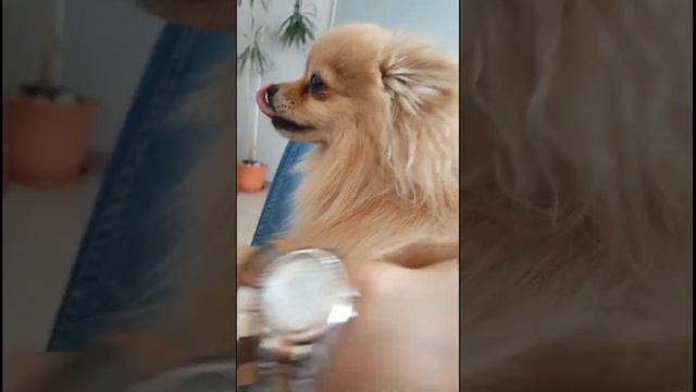 Очень приставучий шпиц!