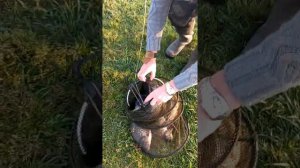 26.05.2022 тёщин язык рыбалка