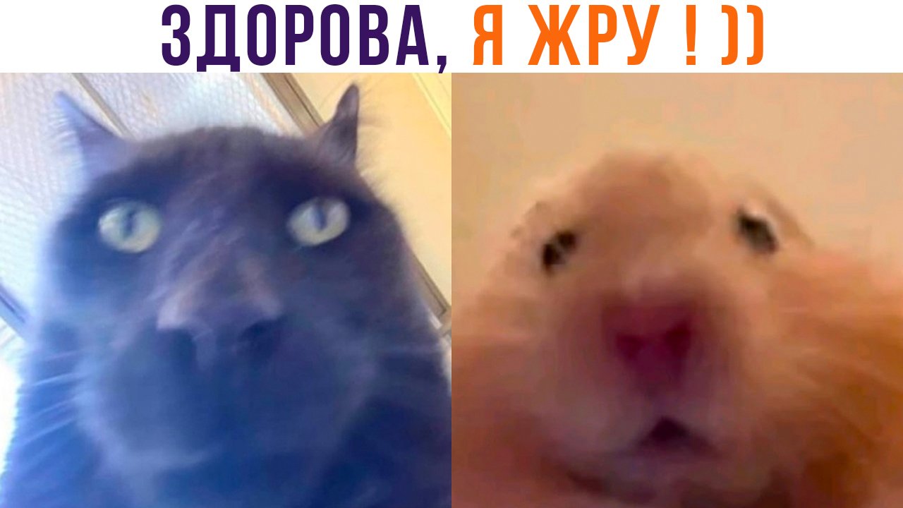 Звук жрешь жру