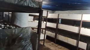 ДЕВУШКА ГРИБОВОД _! ВЫРАЩИВАЕТ ШАМПИНЬОНЫ _ 5 ТОНН