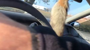 Lincoln town car 1995