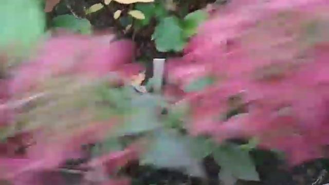 гортензия Петит стар - первое цветение смотреть онлайн