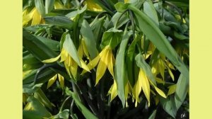 Увулярия крупноцветковая